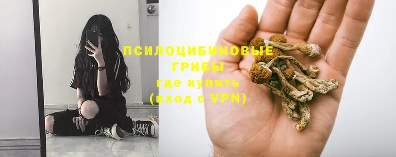 Псилоцибиновые грибы Psilocybe  ОМГ ОМГ маркетплейс  Красноармейск 